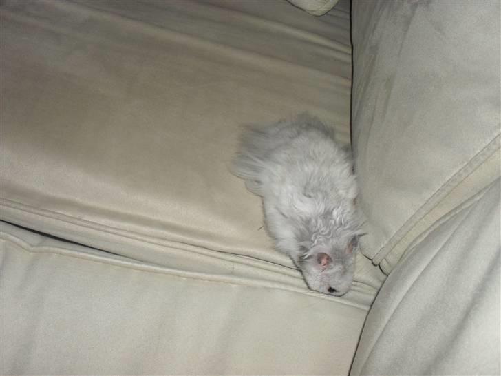 Hamster Silke billede 5