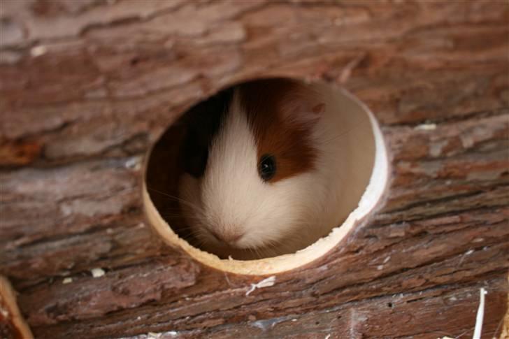 Marsvin Freja billede 3