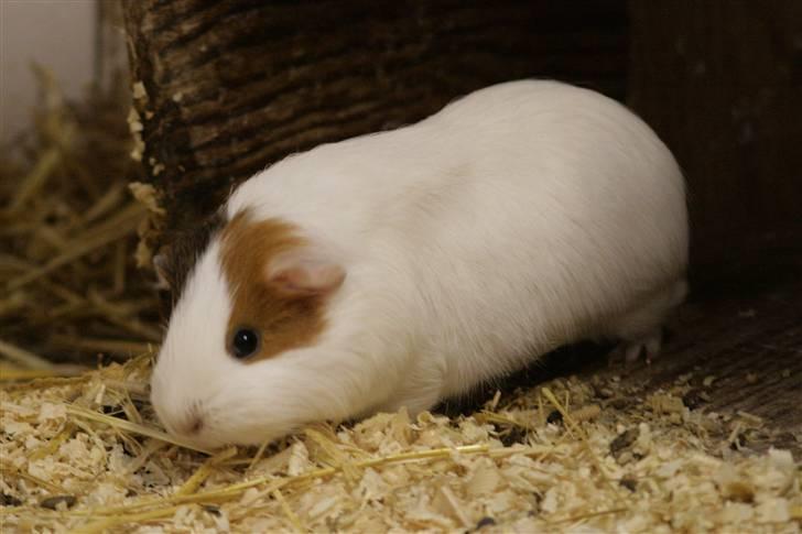 Marsvin Freja billede 4