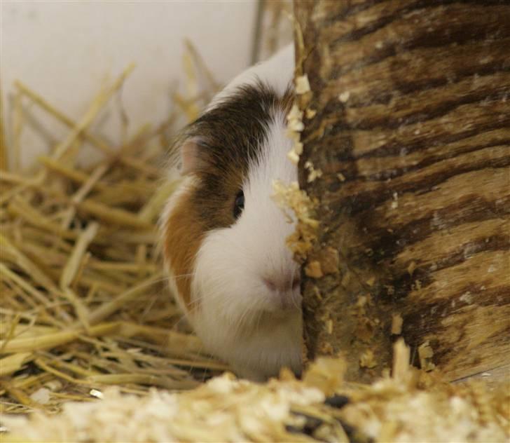 Marsvin Freja billede 5