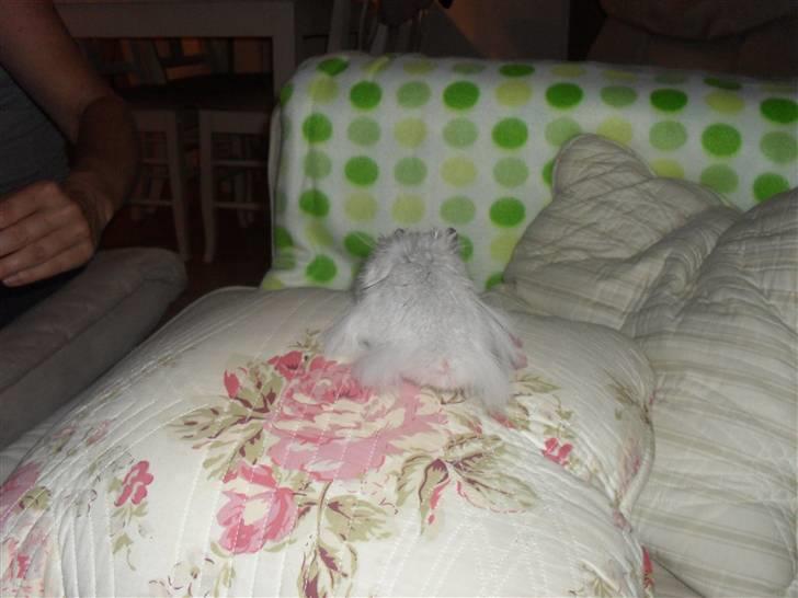 Hamster Silke billede 6