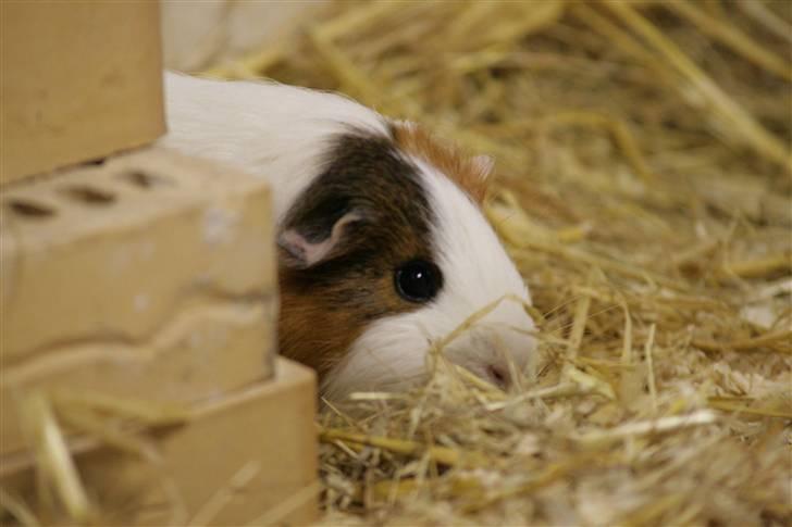 Marsvin Freja billede 6