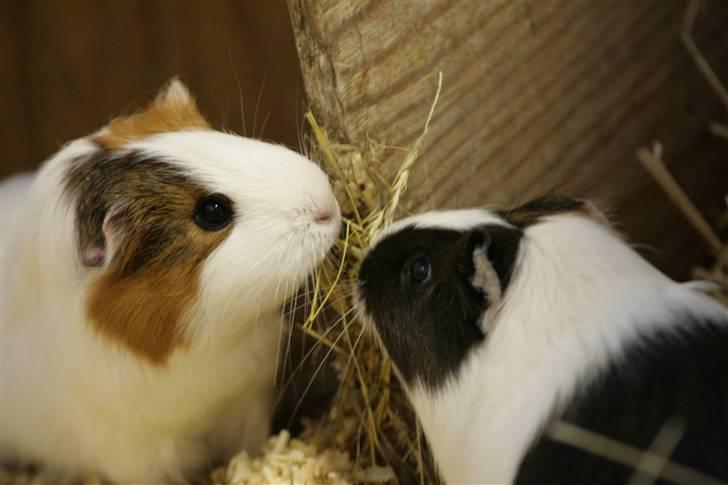 Marsvin Freja billede 7