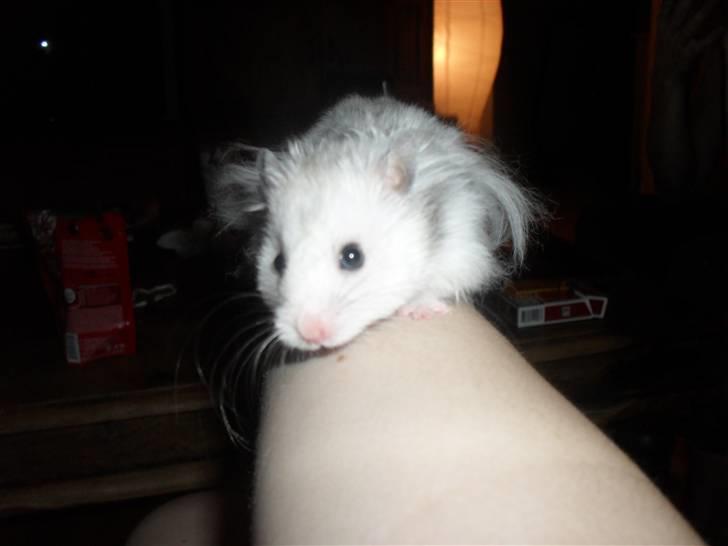 Hamster Silke billede 7
