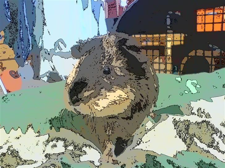 Marsvin Cocio R.I.P billede 1