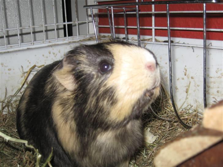 Marsvin Cocio R.I.P billede 2