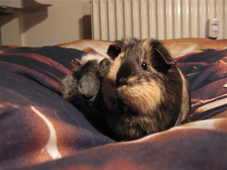 Marsvin Cocio R.I.P billede 3