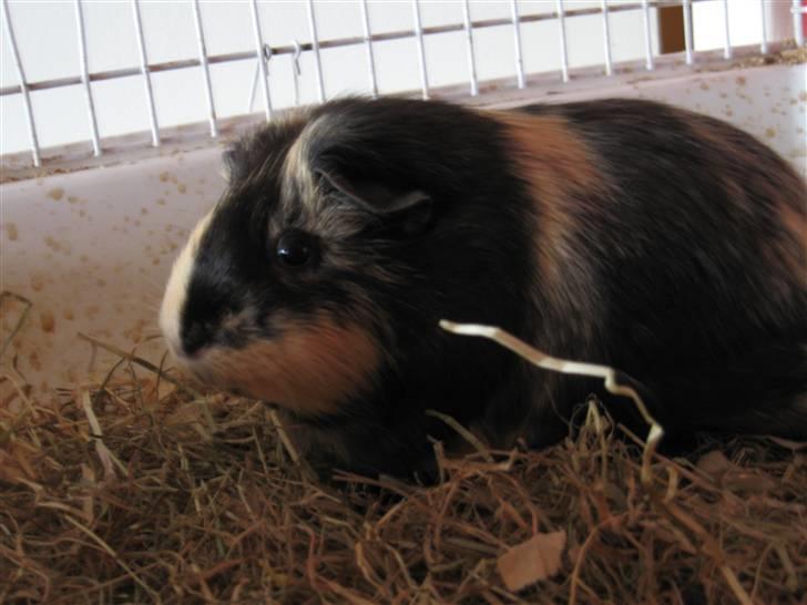 Marsvin Cocio R.I.P billede 4