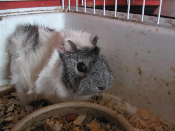 Marsvin Caribbean (Quara) R.I.P billede 1