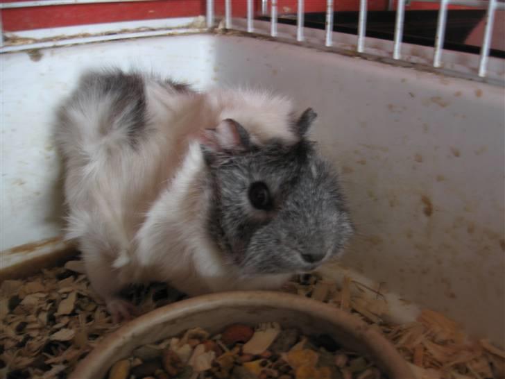 Marsvin Caribbean (Quara) R.I.P billede 2