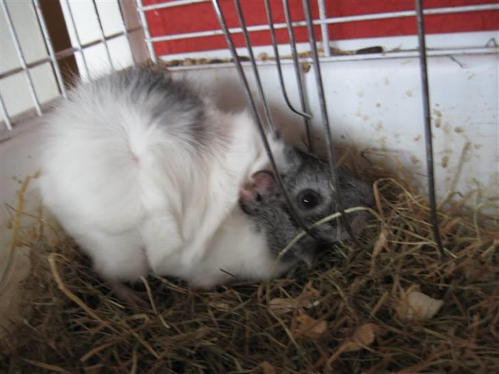 Marsvin Caribbean (Quara) R.I.P billede 3