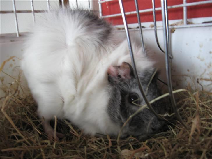 Marsvin Caribbean (Quara) R.I.P billede 4