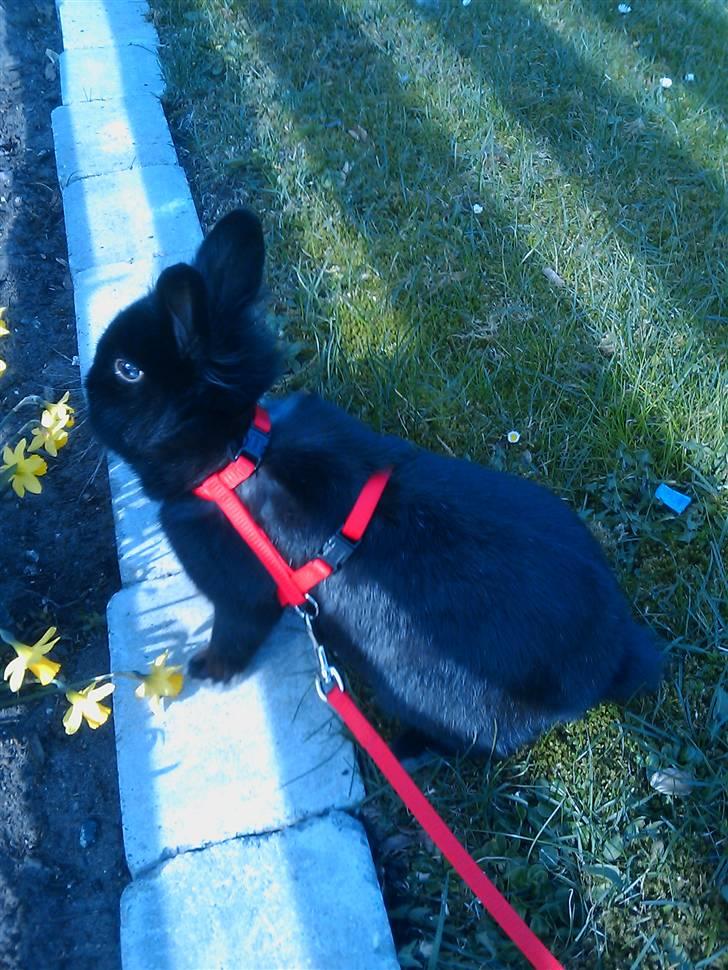 Kanin Sylvester - R.I.P :'( - Blomst ?!  Hm, kan den spises? :D billede 10