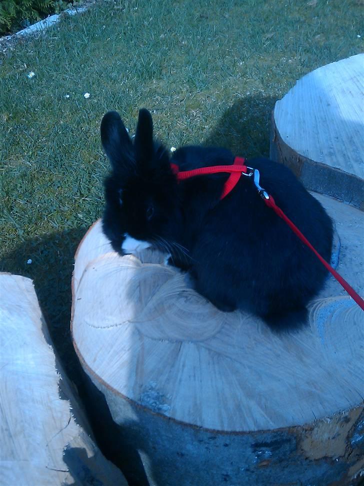 Kanin Sylvester - R.I.P :'( - Hvorfor står du bag mig og skygger for solen måske?  billede 11