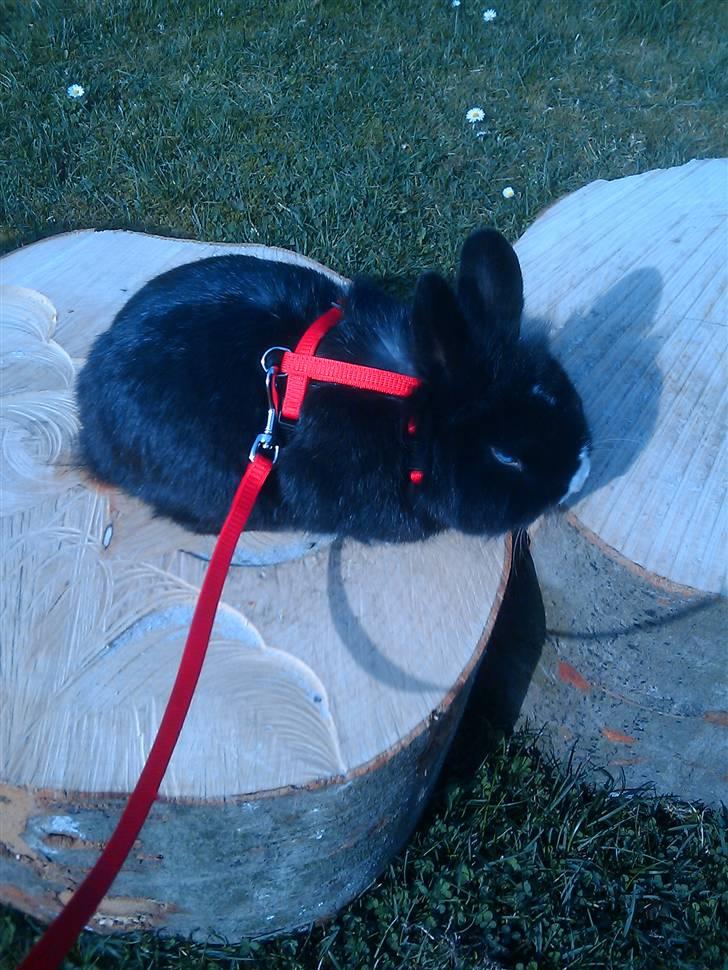 Kanin Sylvester - R.I.P :'( - Ej, jeg tager lige en slapper, at hoppe op og ned herfra er faktisk hårdt :D billede 12