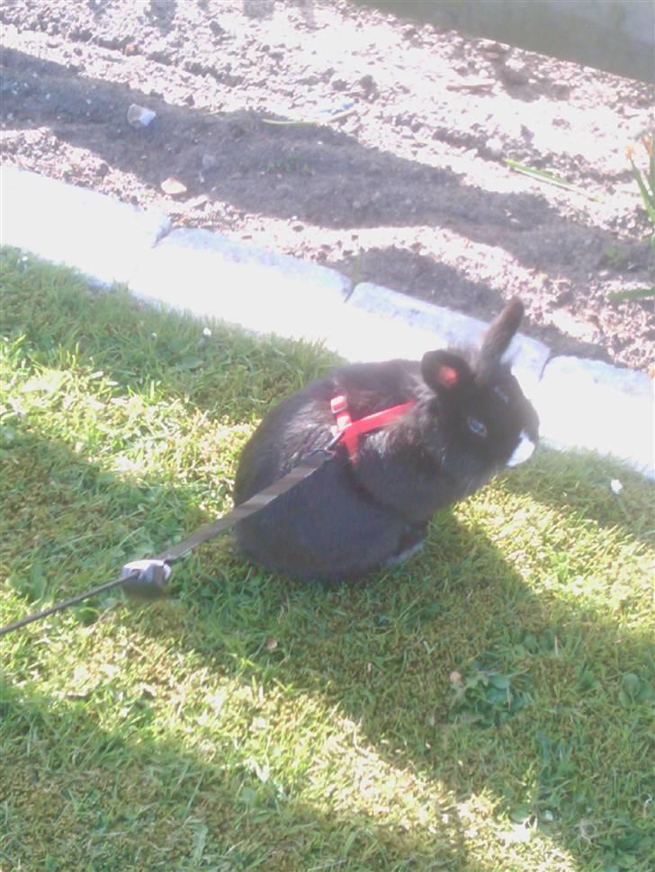 Kanin Sylvester - R.I.P :'( - Ja, så sidder jeg lige her og nyder solen :D billede 13