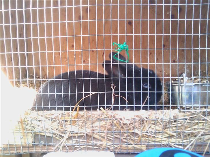 Kanin Sylvester - R.I.P :'( - Øv bøv, så skal jeg ligge her .. Ikke nede og spise af det dejlige græs ): billede 14