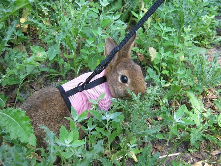 Kanin HL-Frisko:D - Hej og velkommen til frisko´s profil, læg gerne en kommentar (: billede 1