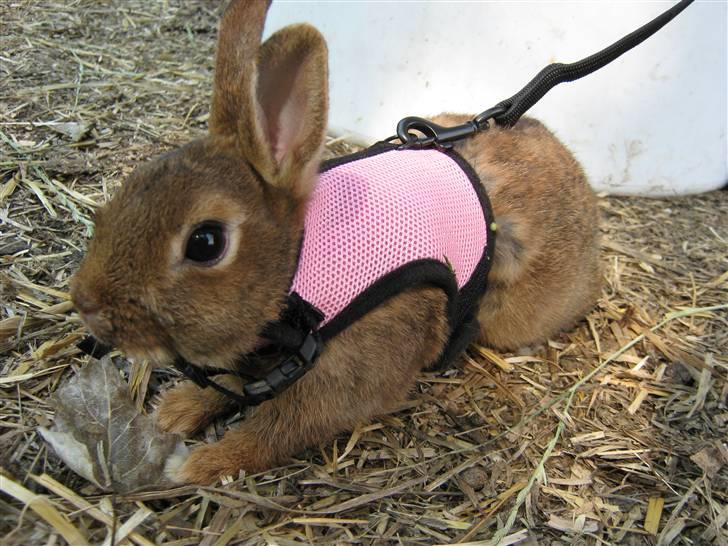 Kanin HL-Frisko:D billede 2