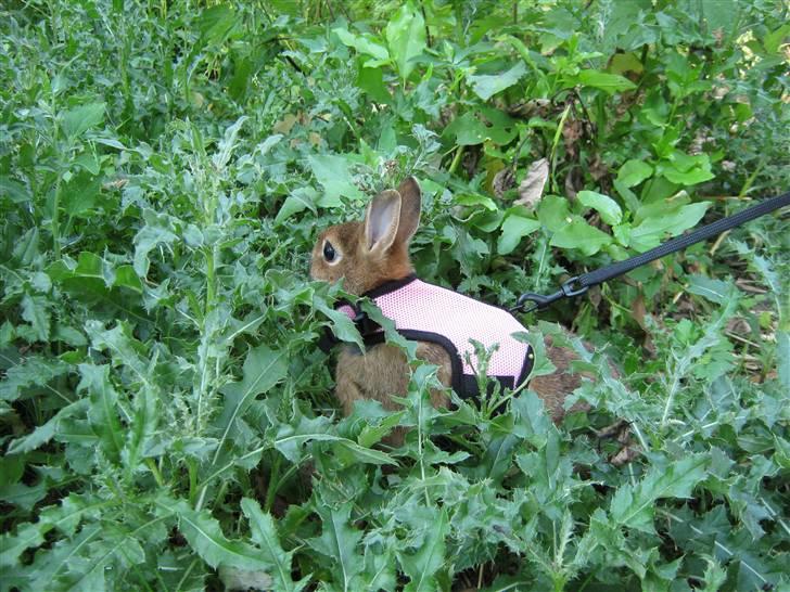 Kanin HL-Frisko:D billede 3