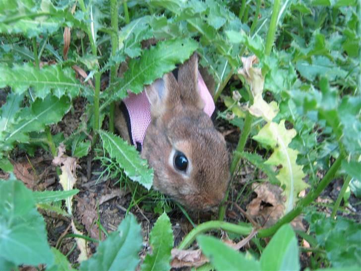 Kanin HL-Frisko:D billede 4