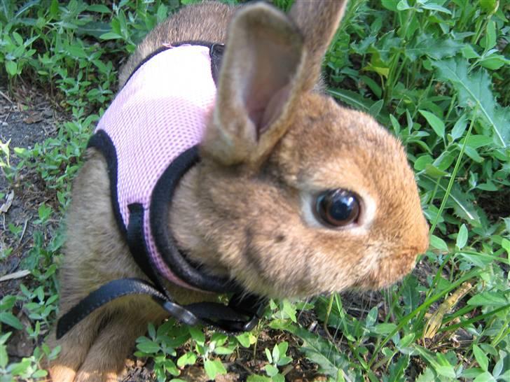 Kanin HL-Frisko:D billede 5