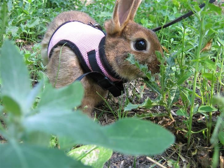 Kanin HL-Frisko:D billede 6