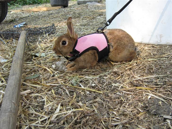 Kanin HL-Frisko:D billede 7