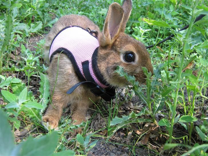 Kanin HL-Frisko:D billede 8