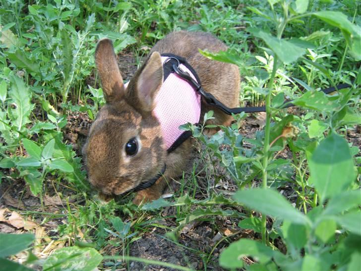 Kanin HL-Frisko:D billede 9