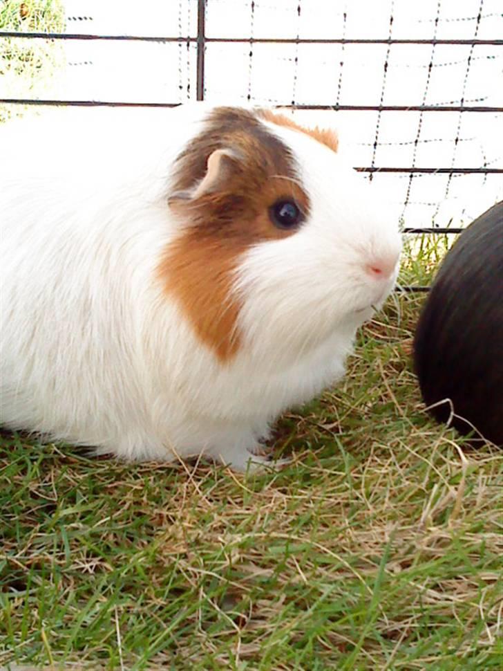 Marsvin Freja billede 8