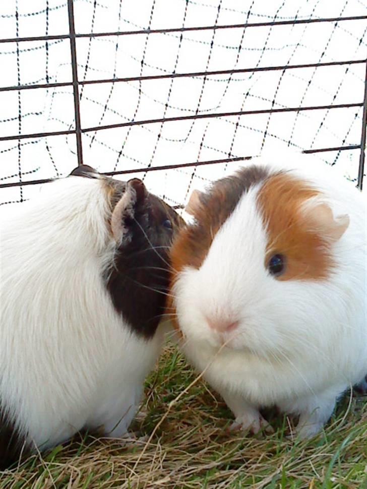 Marsvin Freja billede 9