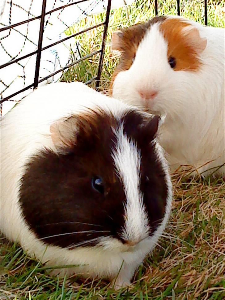 Marsvin Freja billede 10