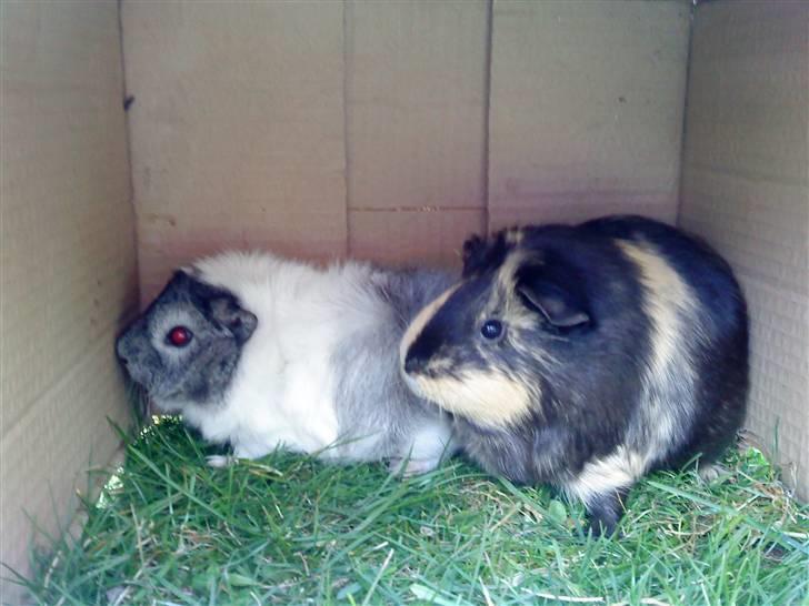 Marsvin Caribbean (Quara) R.I.P billede 5