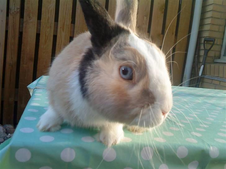 Kanin Dexter billede 13