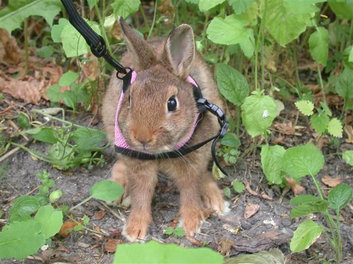 Kanin HL-Frisko:D billede 10