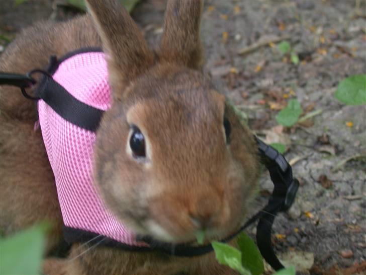 Kanin HL-Frisko:D billede 11