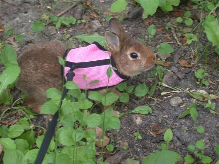 Kanin HL-Frisko:D billede 12