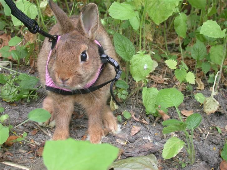 Kanin HL-Frisko:D billede 13