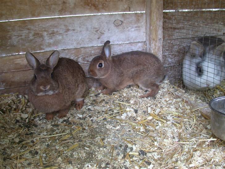 Kanin HL-Frisko:D billede 14