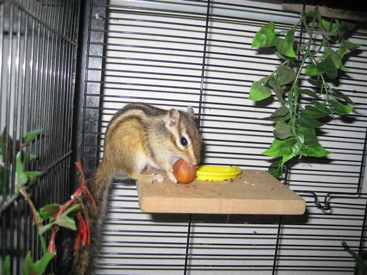 Jordegern Fister billede 2