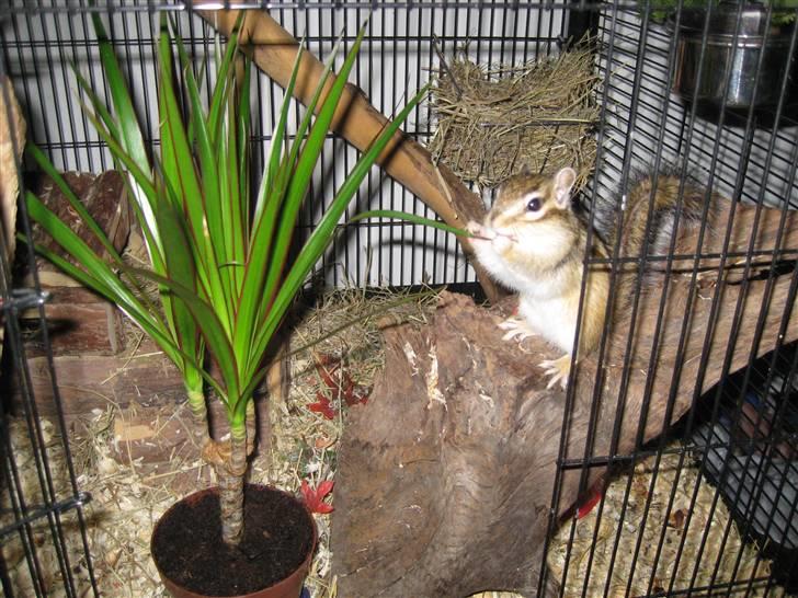 Jordegern Fister billede 3