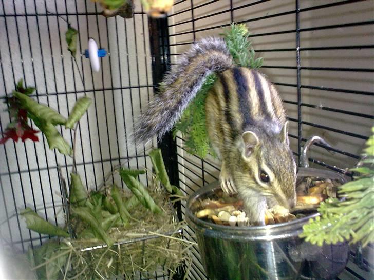 Jordegern Fister billede 4