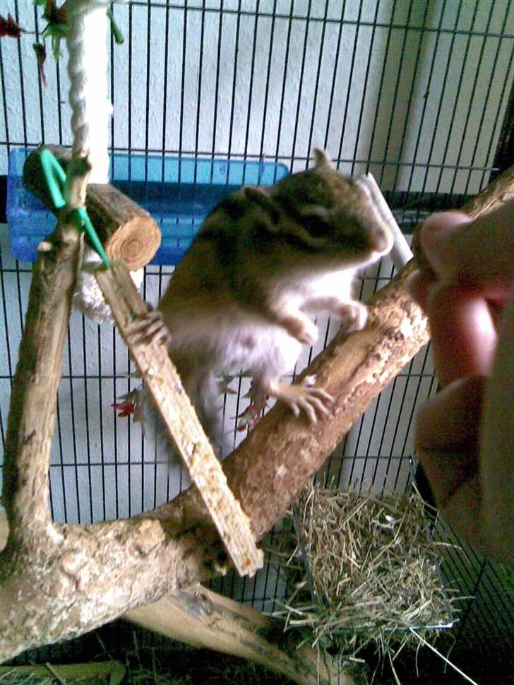 Jordegern Fister billede 5