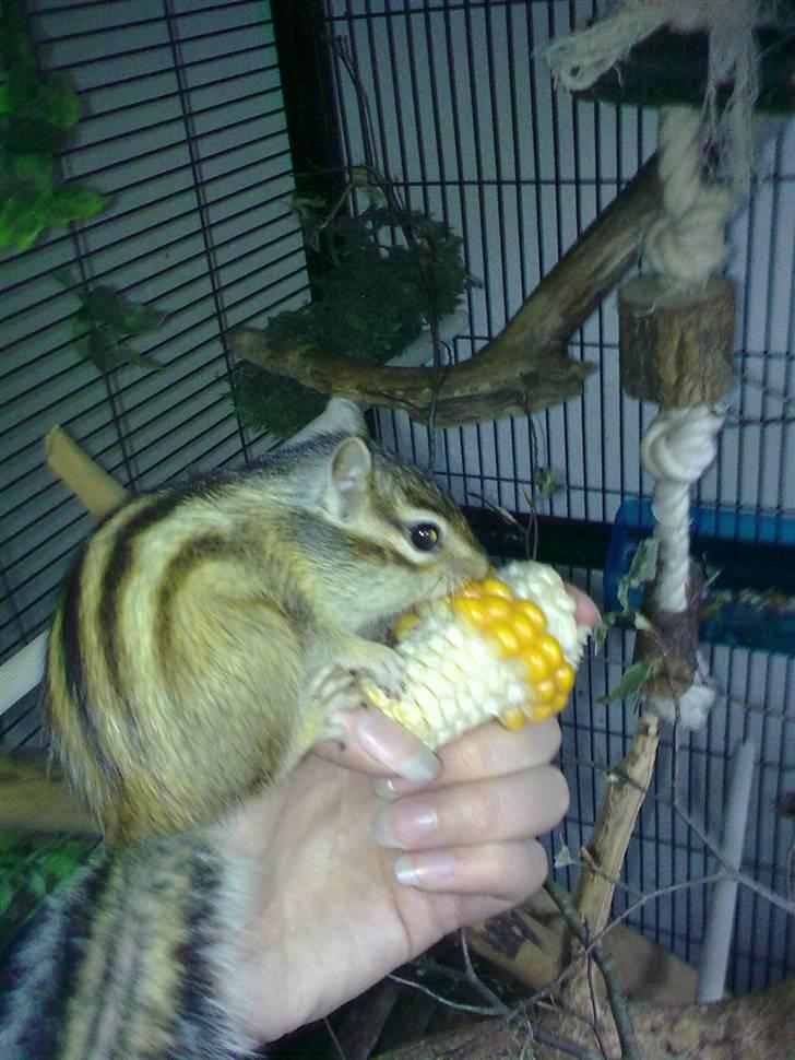 Jordegern Fister billede 6