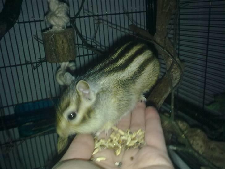 Jordegern Fister billede 7