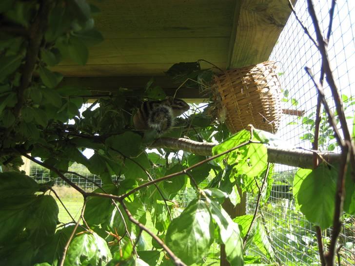 Jordegern Fister billede 8