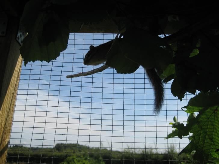 Jordegern Fister billede 9