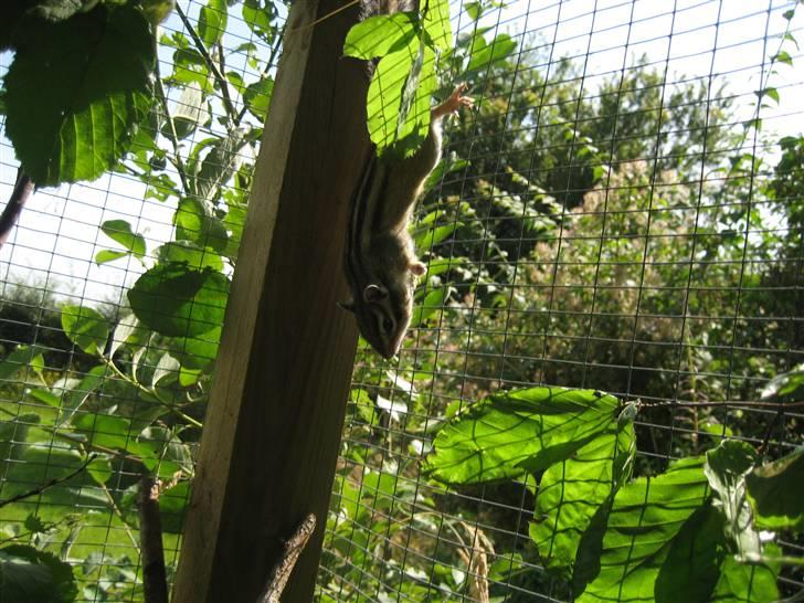 Jordegern Fister billede 10