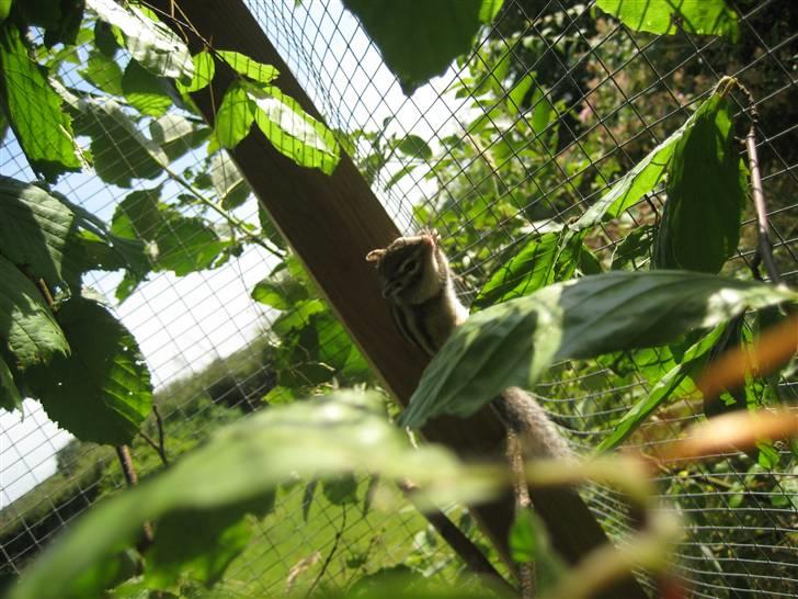 Jordegern Fister billede 11